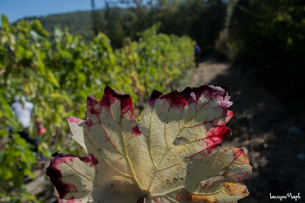 Agriturismo Montecorboli Villa Barberino di Val dʼElsa Kültér fotó