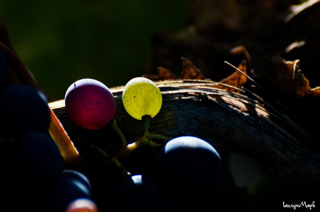 Agriturismo Montecorboli Barberino di Val dʼElsa Kültér fotó