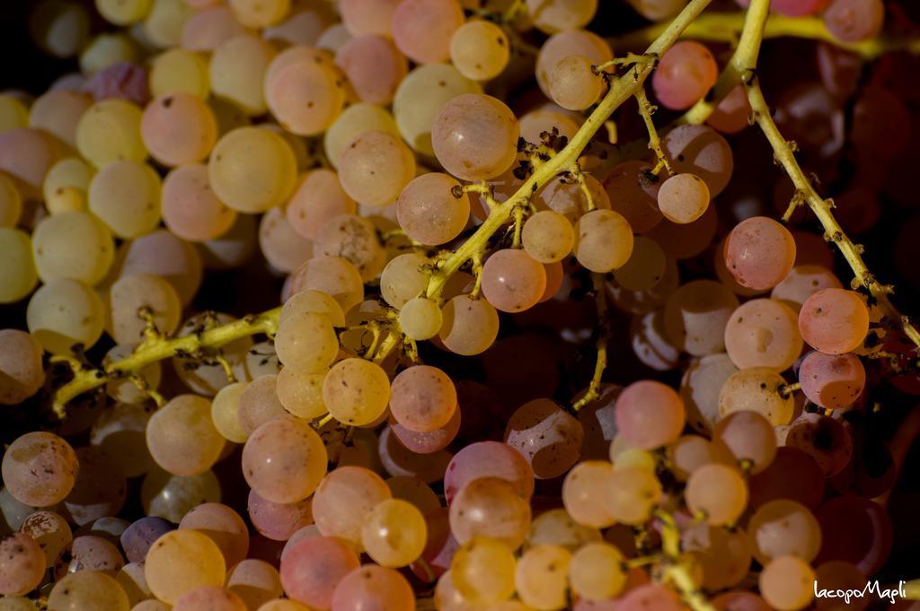 Agriturismo Montecorboli Barberino di Val dʼElsa Kültér fotó